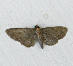 Eupithecia haworthiata