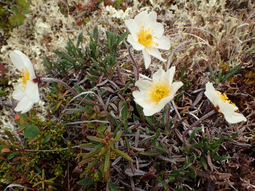 Image of Dryas alaskensis by no rights reserved