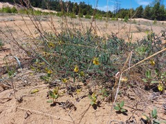 Astragalus sericeocanus