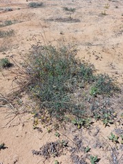 Astragalus sericeocanus