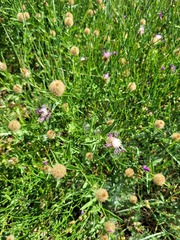 Centaurea trichocephala