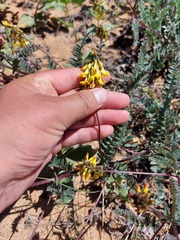 Astragalus sericeocanus