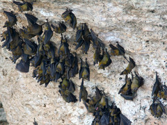 Cynopterus brachyotis