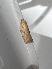 Acleris notana