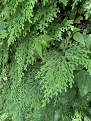 Selaginella labordei