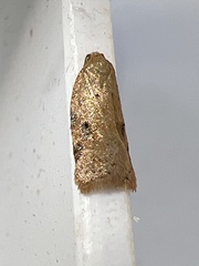 Acleris notana