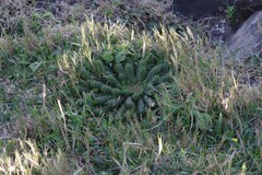 Euphorbia flanaganii