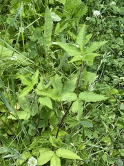 Potentilla cryptotaeniae