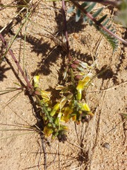 Astragalus sericeocanus