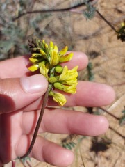 Astragalus sericeocanus