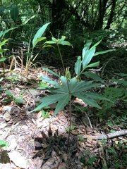 Paris polyphylla stenophylla