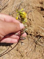 Astragalus sericeocanus