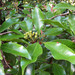 Syzygium aromaticum - Photo (c) Frédéric LEVIEZ, vissa rättigheter förbehållna (CC BY-NC), uppladdad av Frédéric LEVIEZ