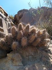 Echinocereus