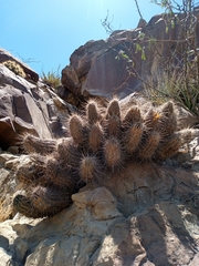 Echinocereus