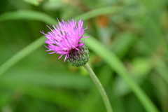 Cirsium tuberosum