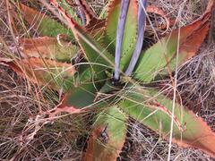 Aloe affinis