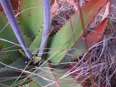 Aloe affinis