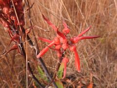 Aloe affinis