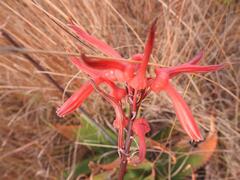 Aloe affinis