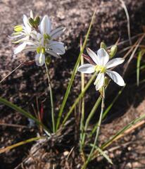 Chlorophytum galpinii