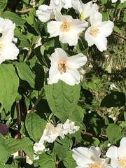 Epistrophe grossulariae