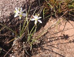Chlorophytum galpinii