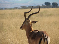 Aepyceros melampus
