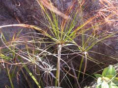 Cyperus leptocladus