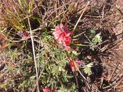 Indigofera sanguinea