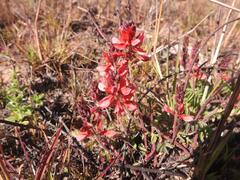 Indigofera sanguinea