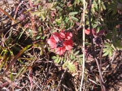 Indigofera sanguinea