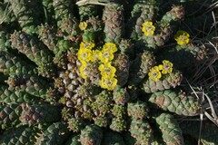 Euphorbia flanaganii