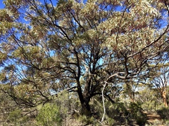 Eucalyptus torquata