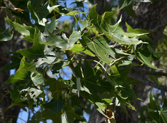 Brachychiton australis