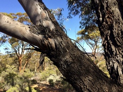 Eucalyptus torquata