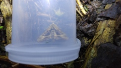 Phlogophora