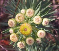 Phymaspermum athanasioides