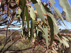Eucalyptus torquata
