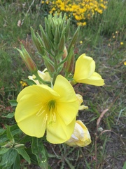 Oenothera × fallax