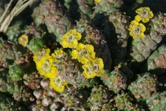 Euphorbia flanaganii