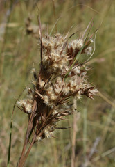 Cymbopogon bombycinus