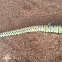 Dendroaspis jamesoni