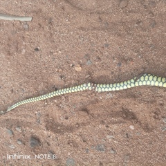 Dendroaspis jamesoni