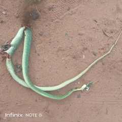 Dendroaspis jamesoni