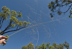 Panicum decompositum