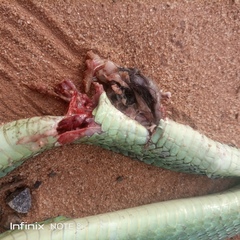 Dendroaspis jamesoni