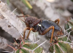 Eugaster