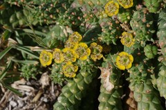 Euphorbia flanaganii