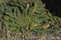 Euphorbia flanaganii